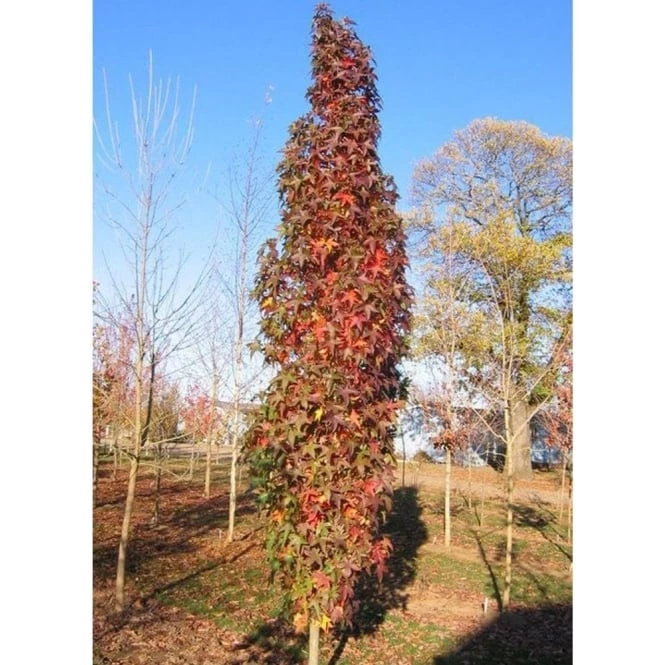 Liquidambar