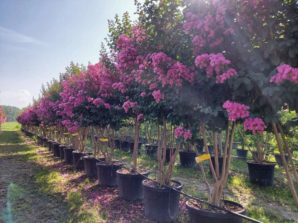 Lagerstroemia