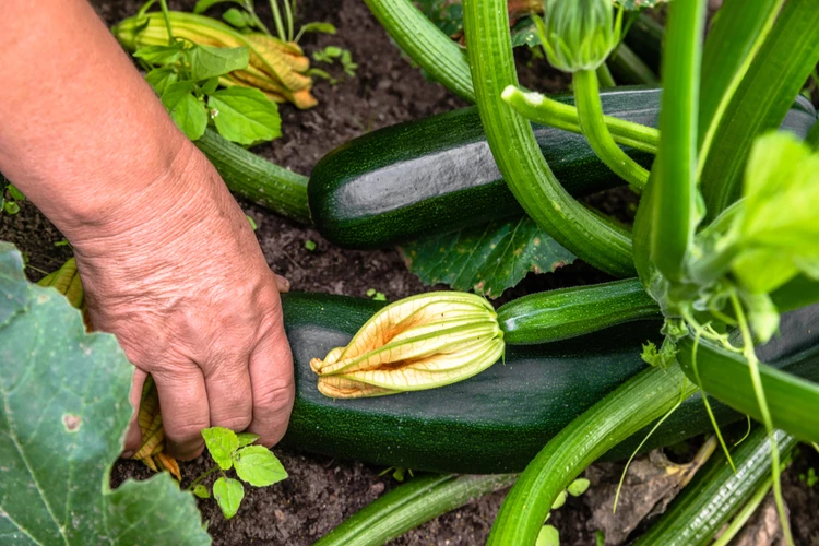 courgette