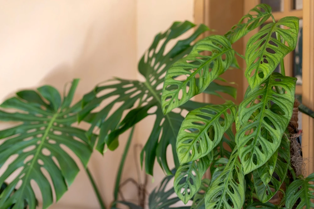 Monstera