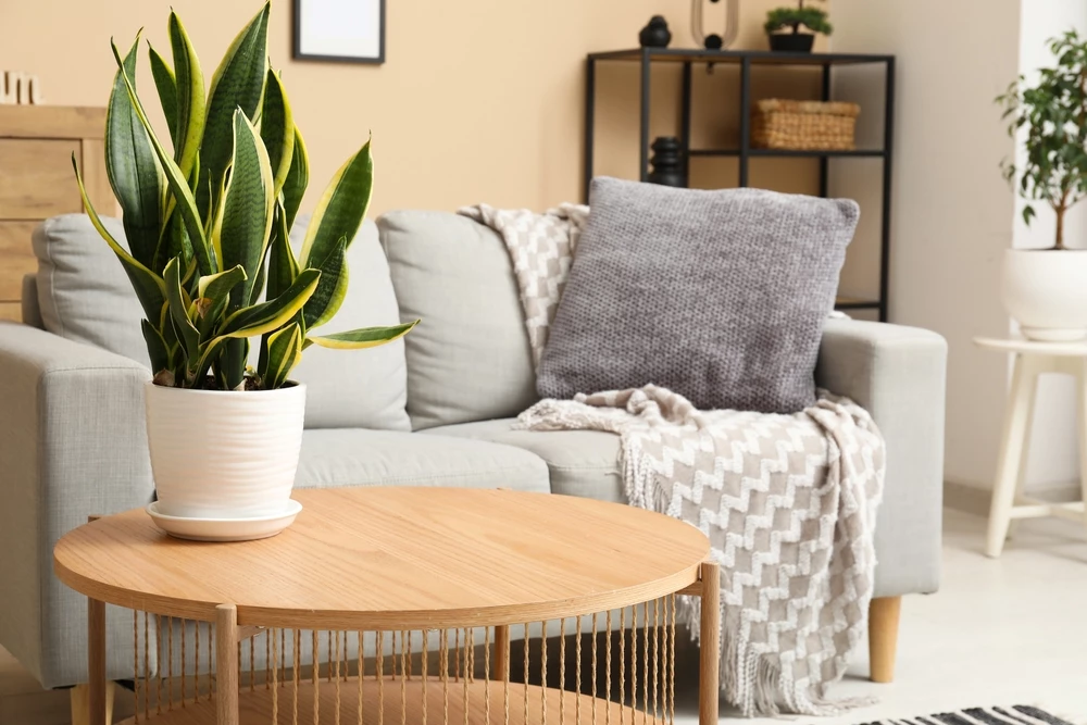 Kamerplant