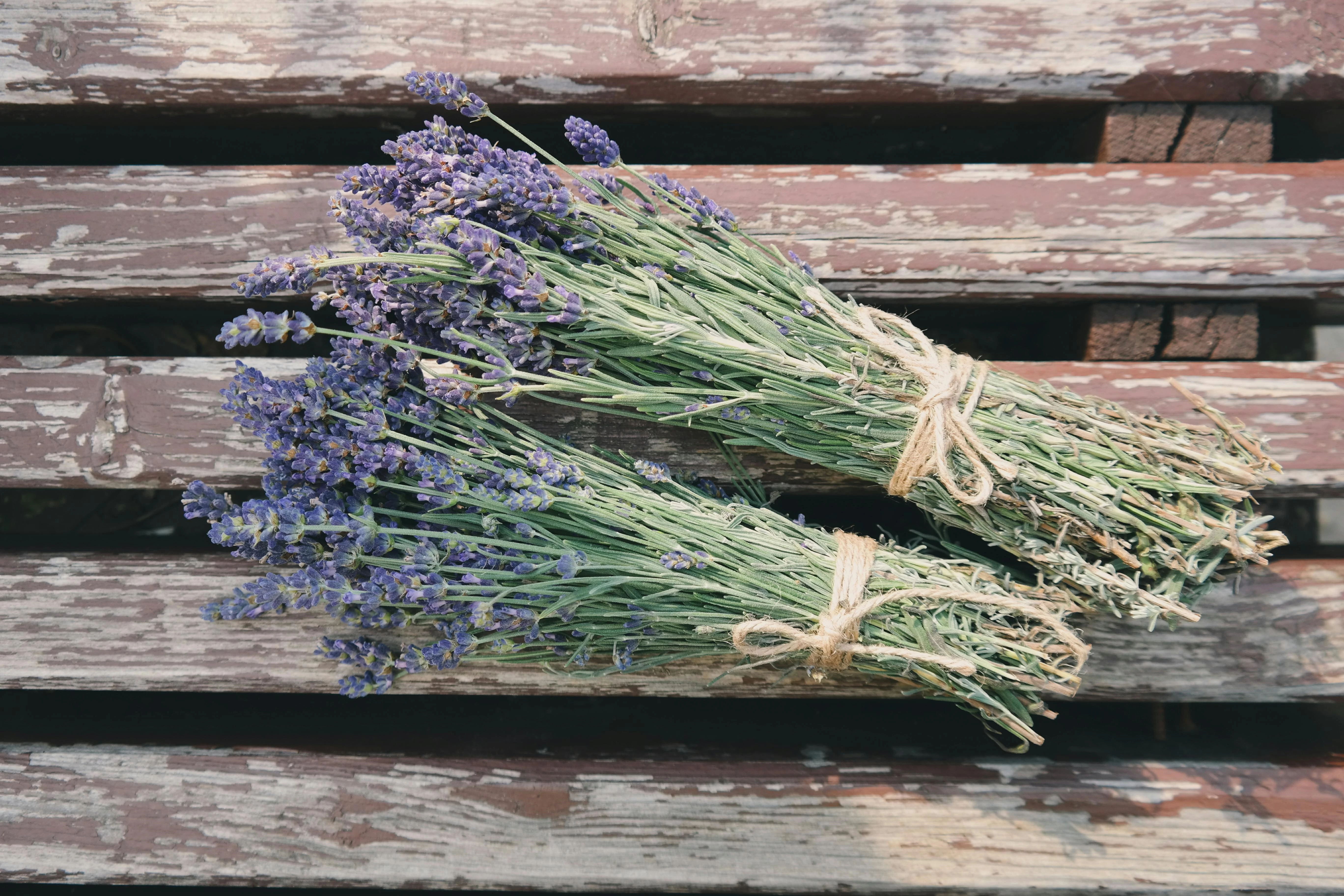 Lavendel planten
