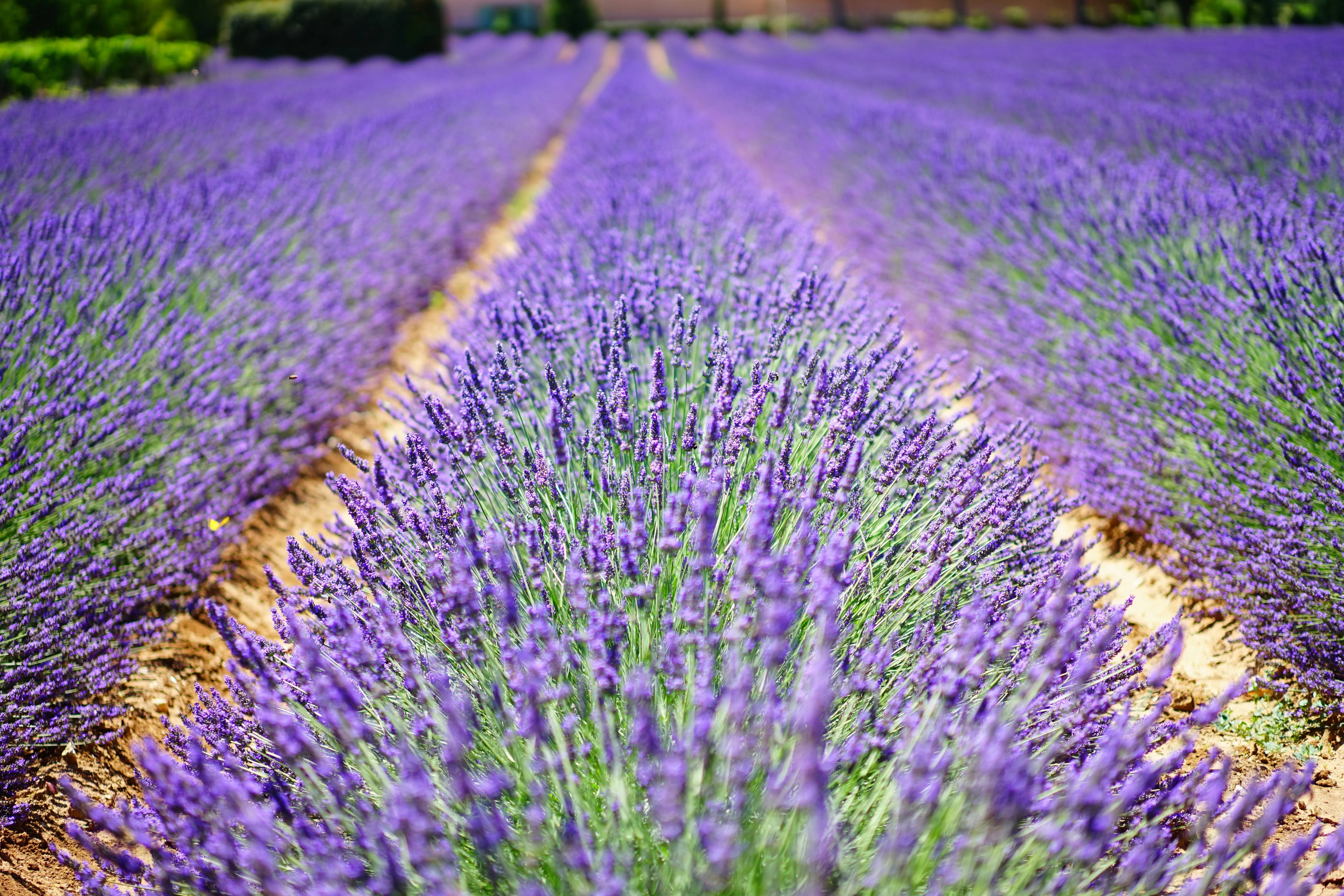 lavendel terras