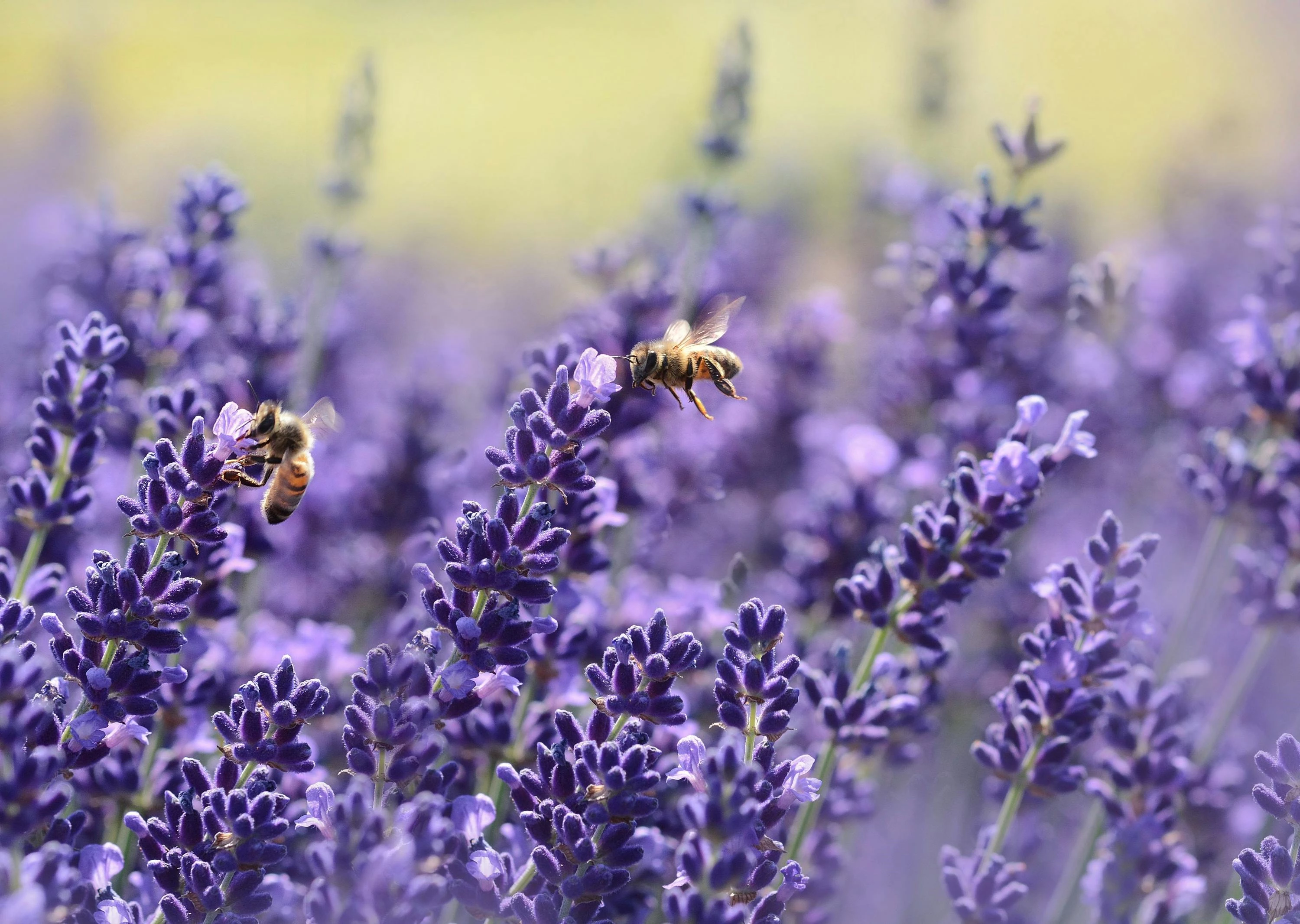 lavendel met bij