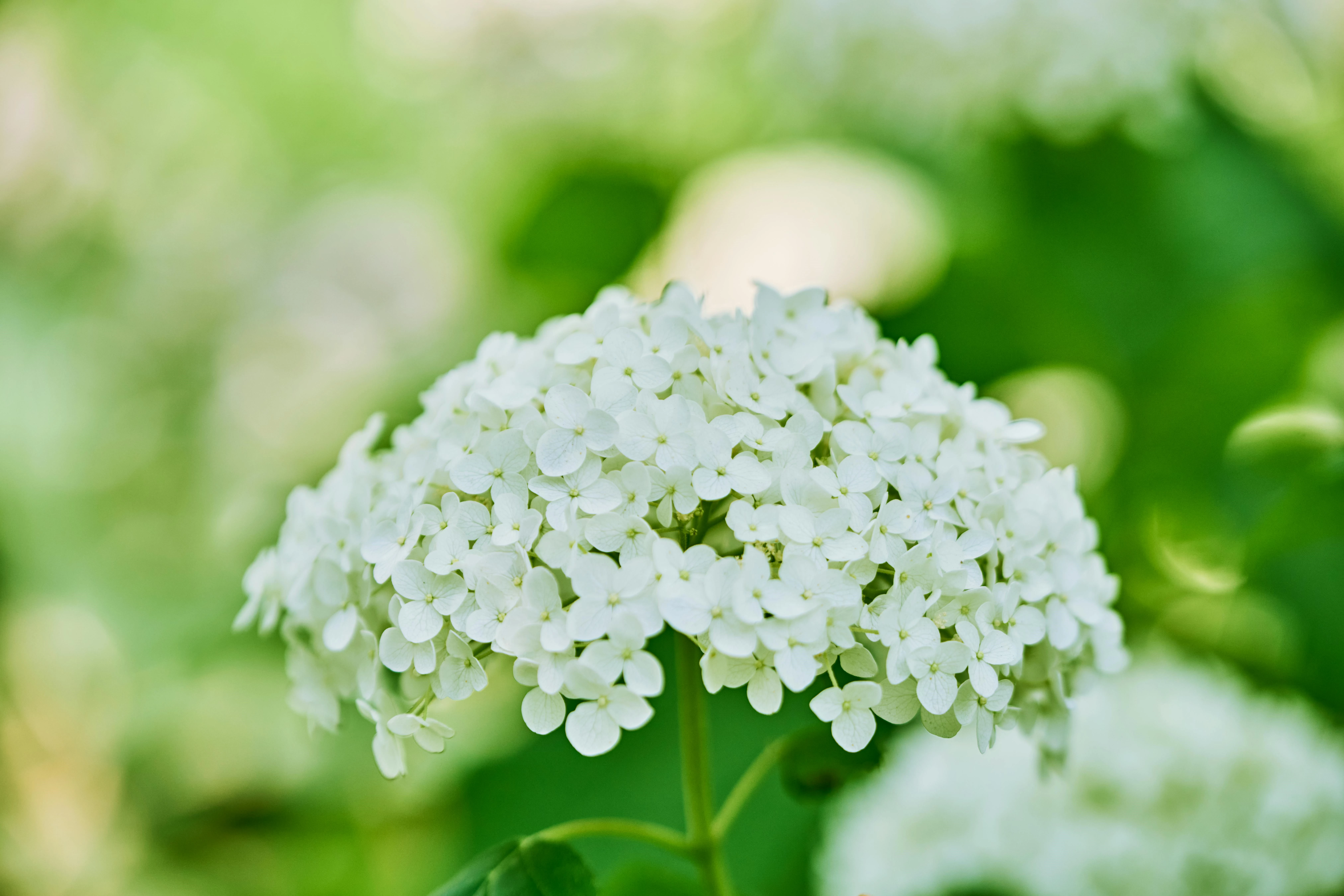 klimhortensia in bloei