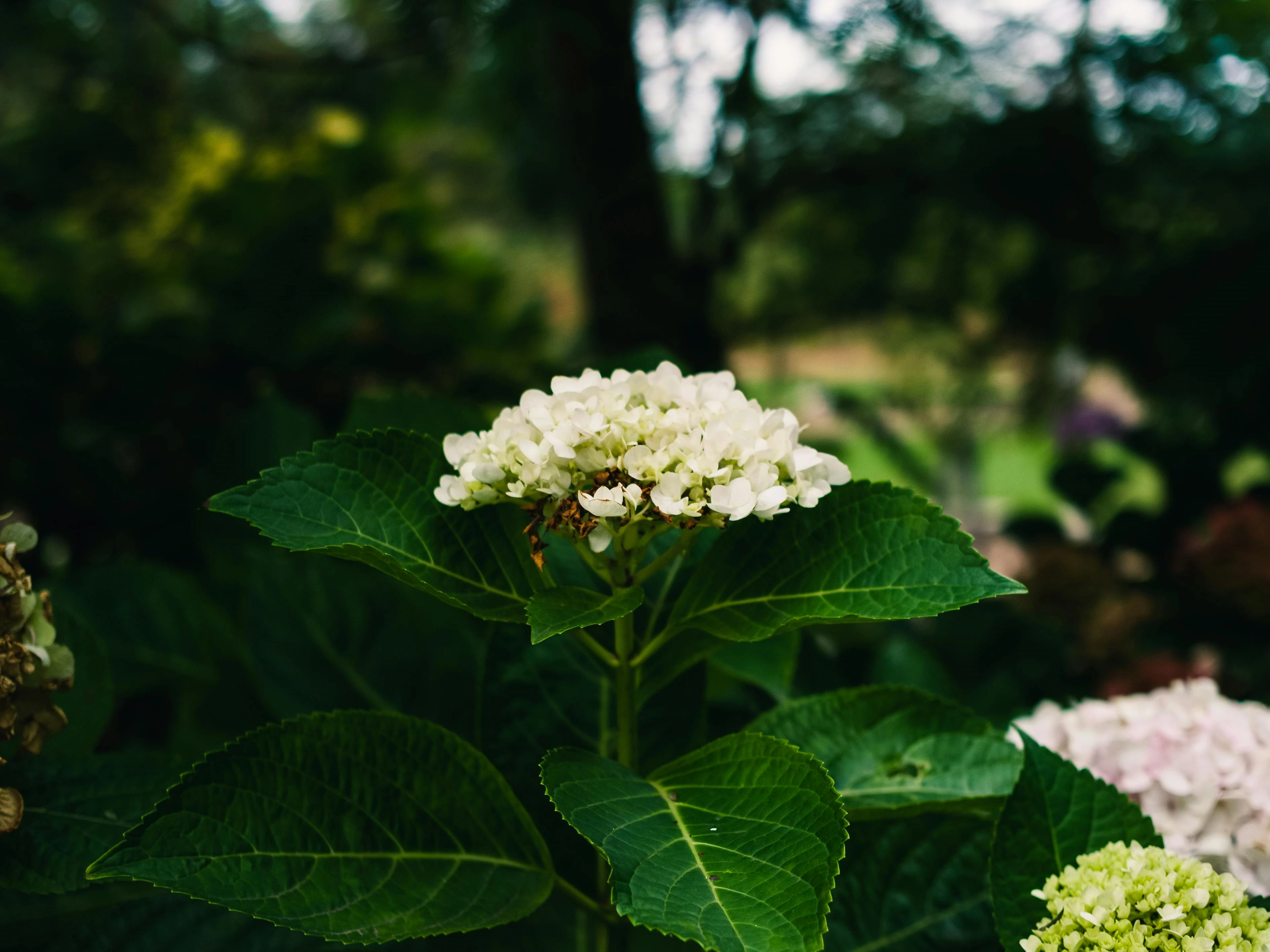 hortensia in zon