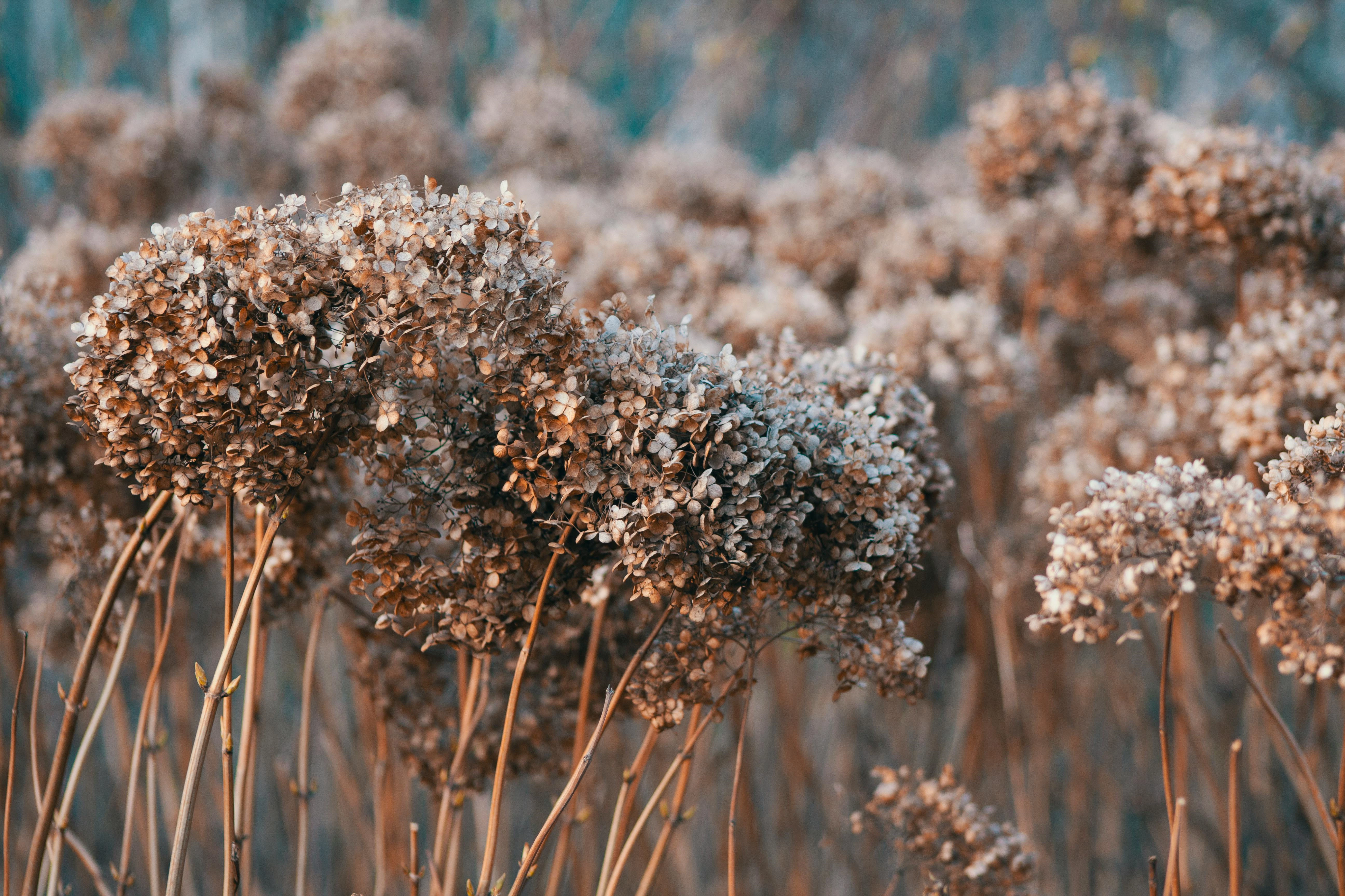 hortensia seizoen