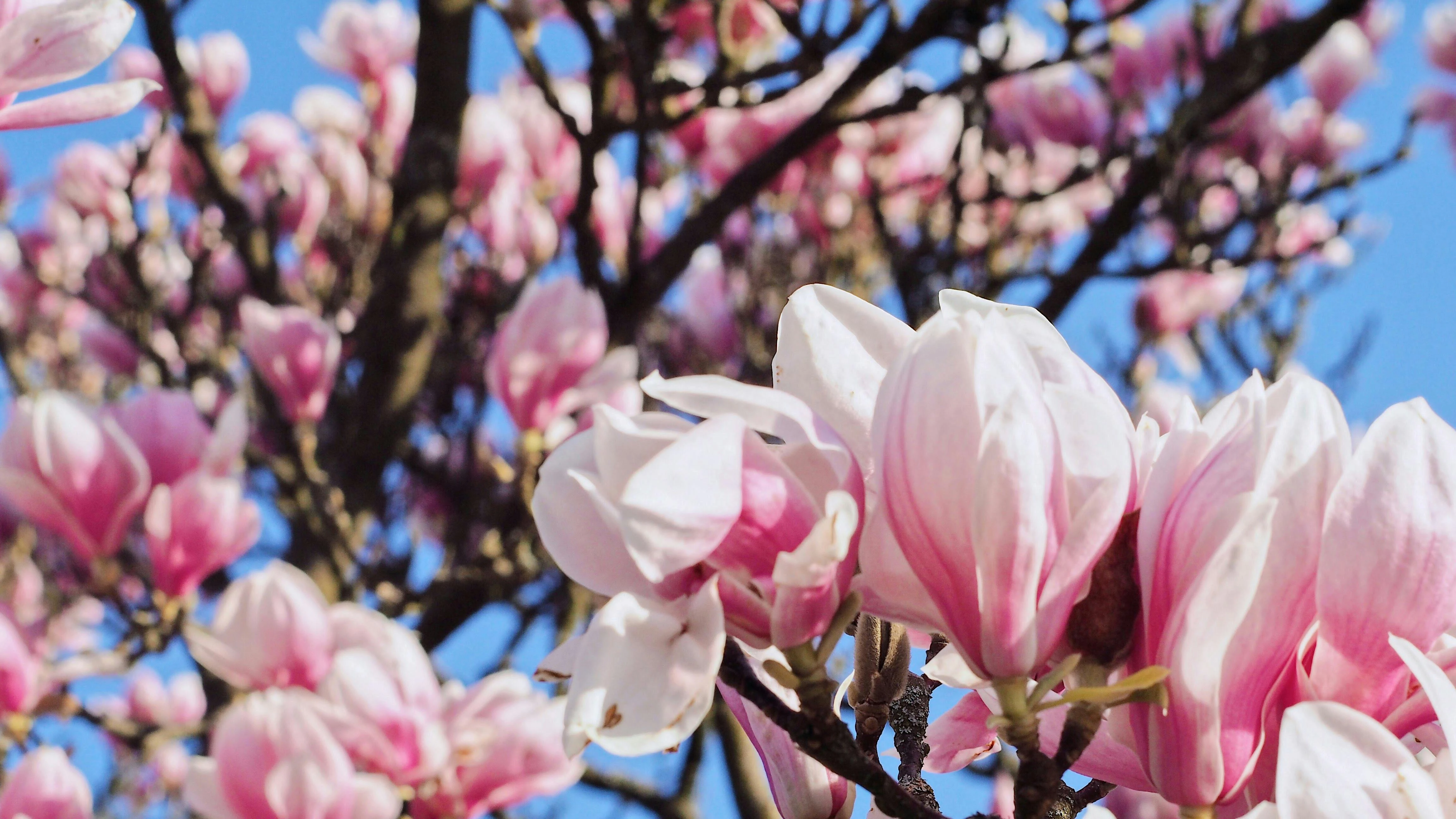 boom magnolia