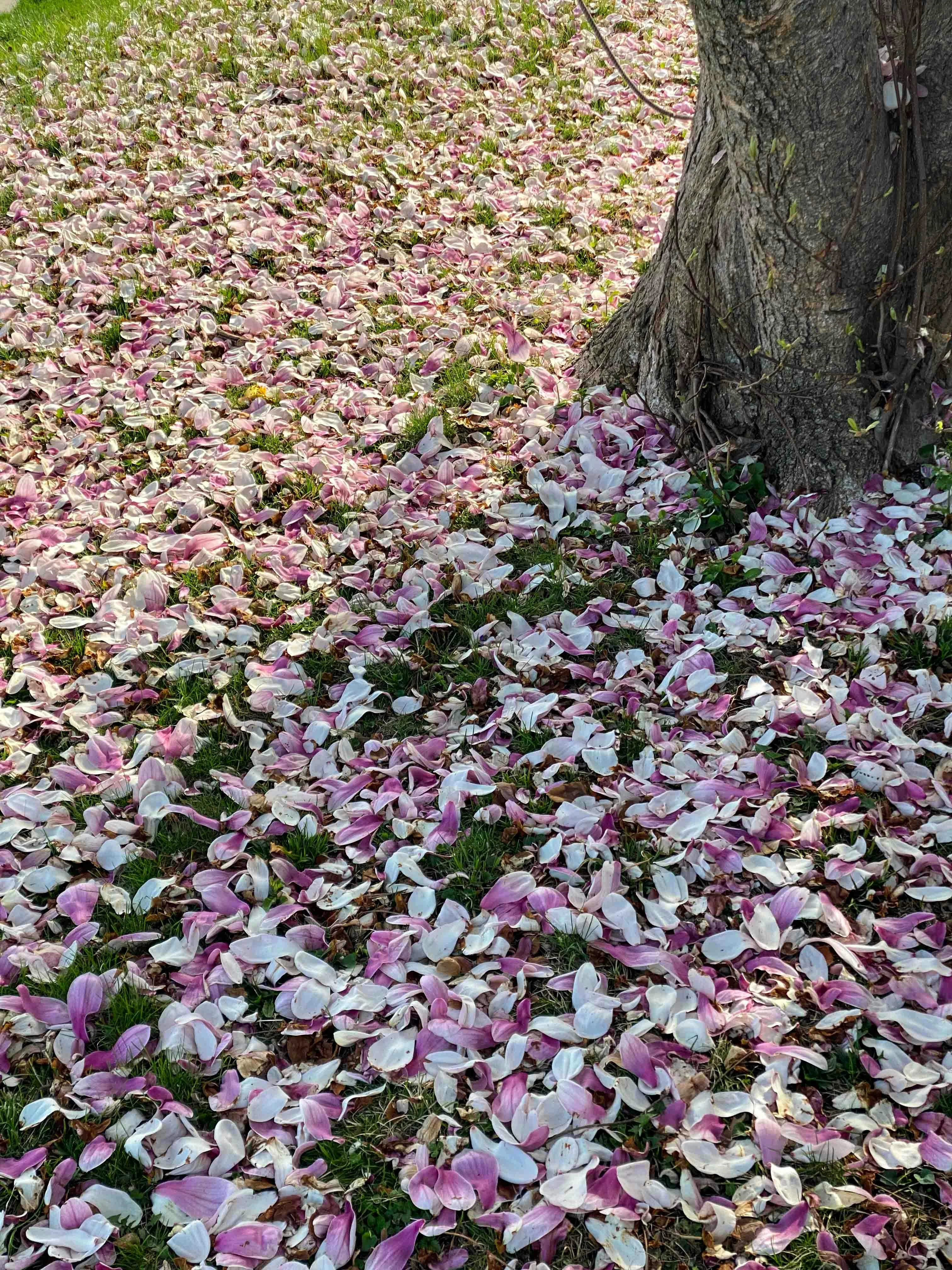 Magnolia bladeren in tuin