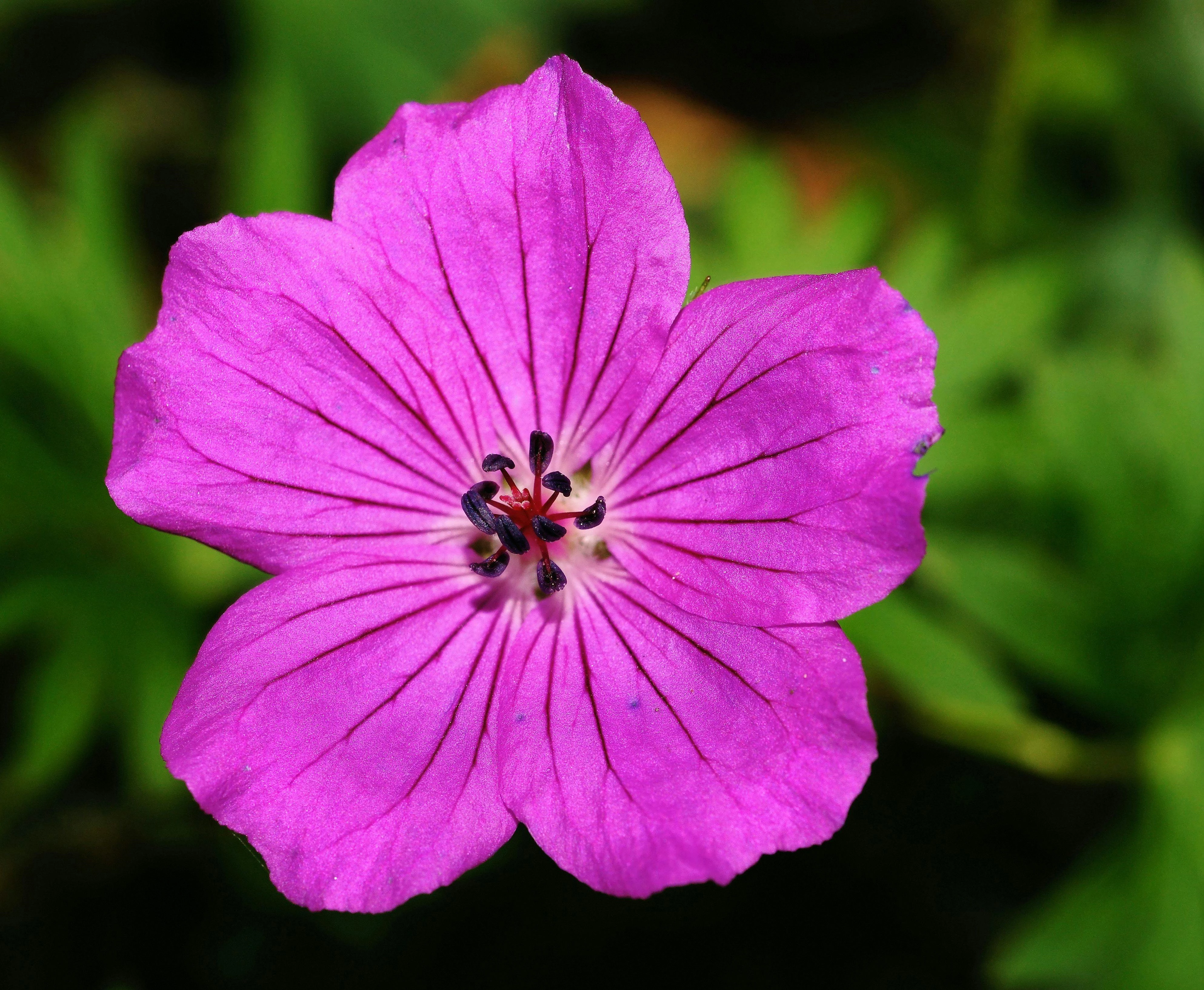 geranium in bloei