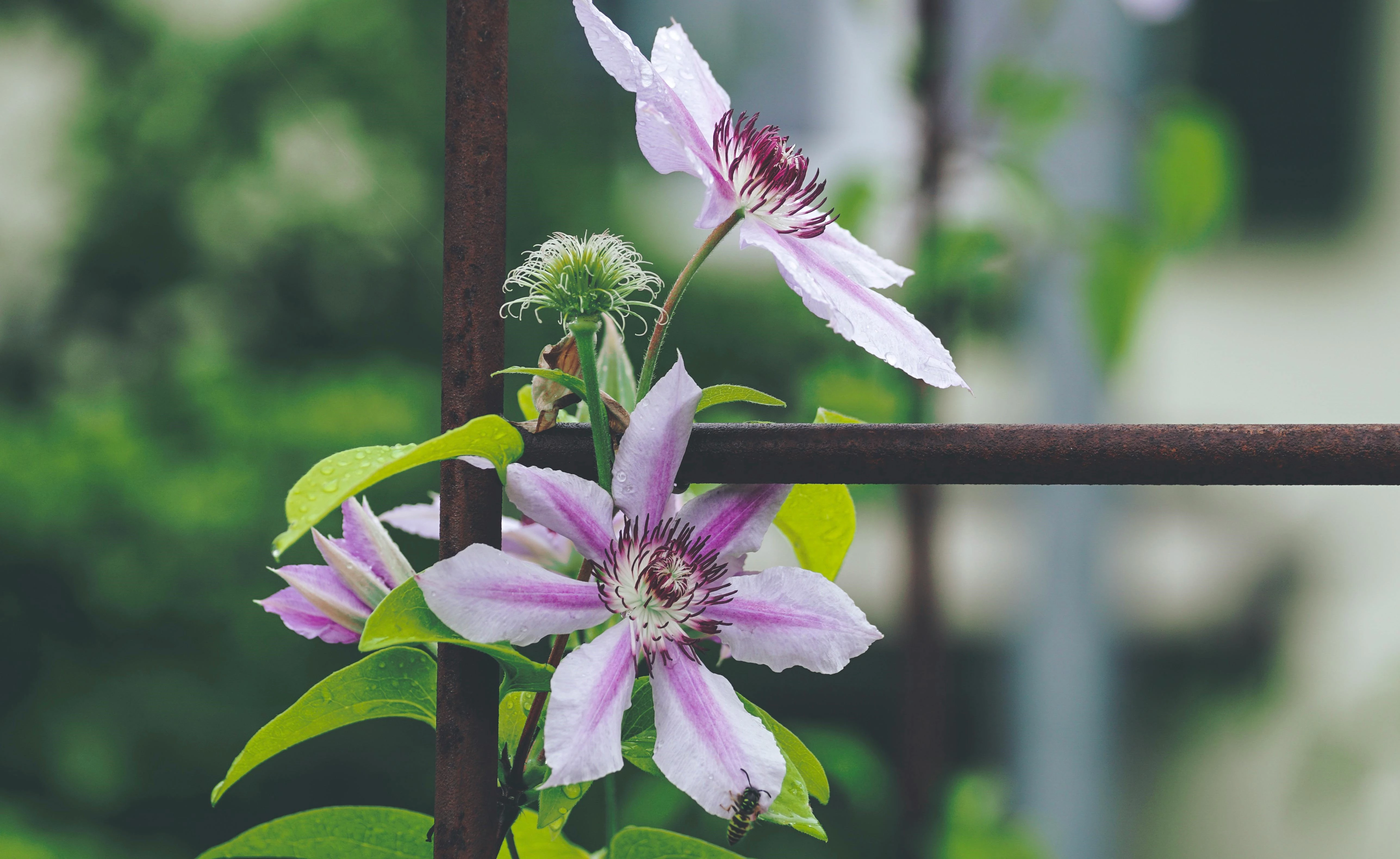 clematis-plant