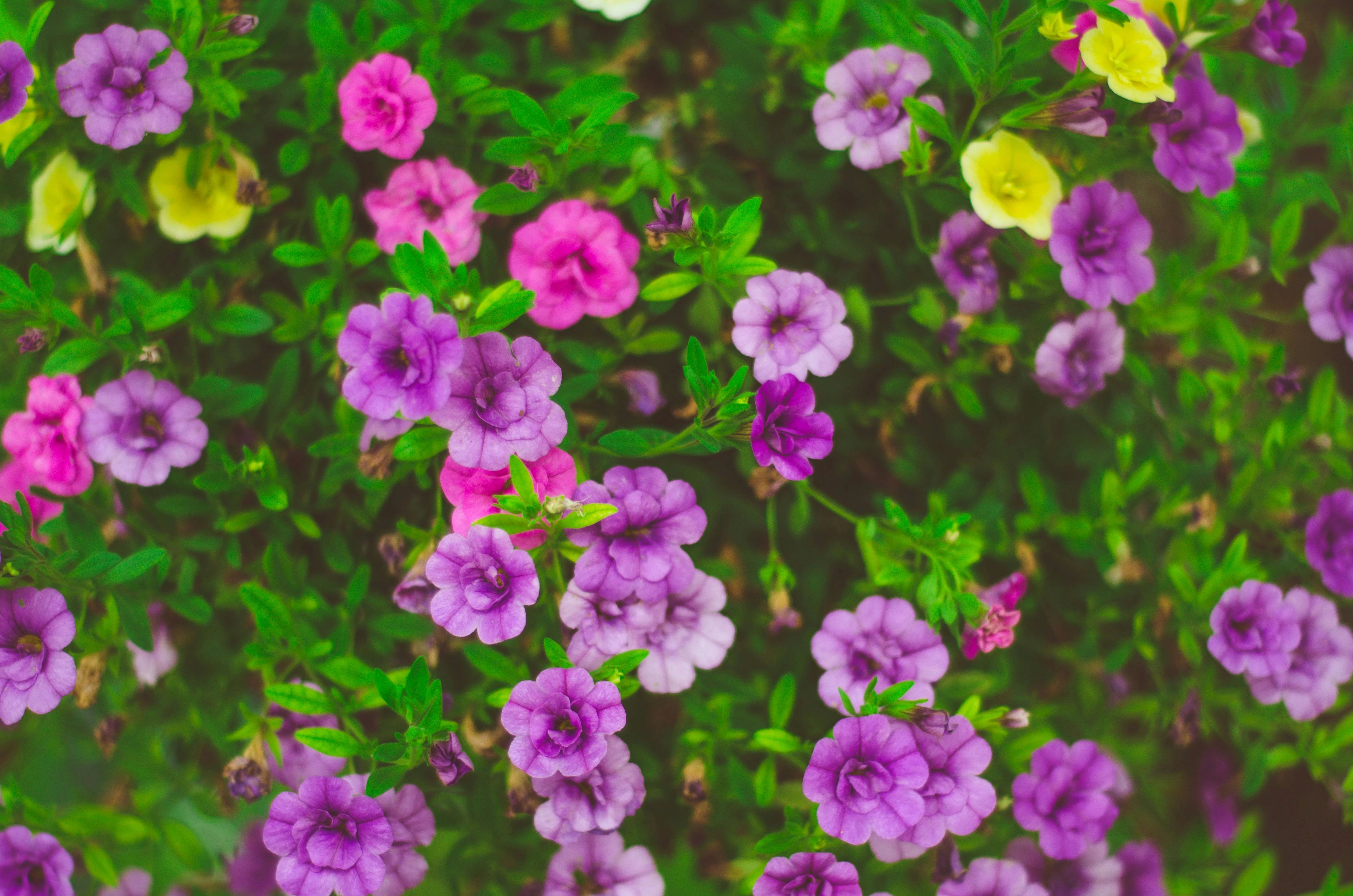 petunia in tuin