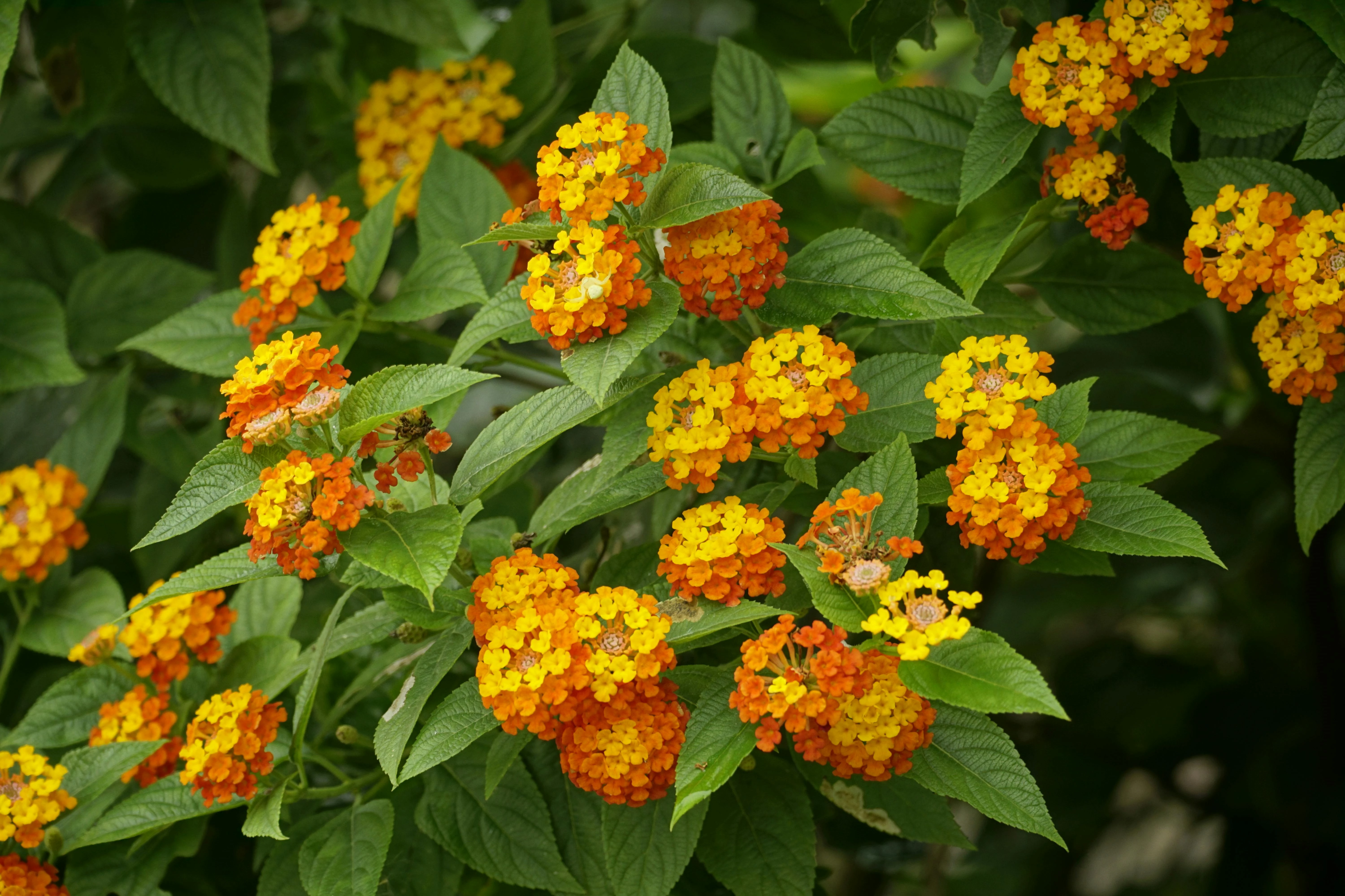 lantana in bloem