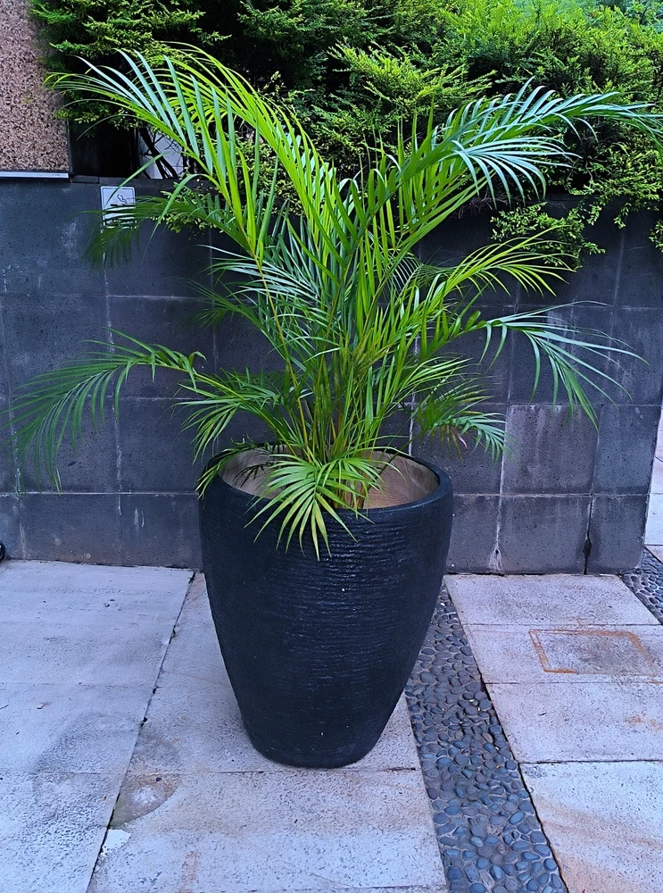 calathea              