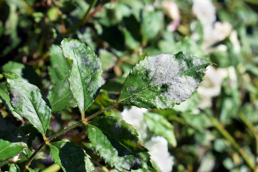 meeldauw op plant