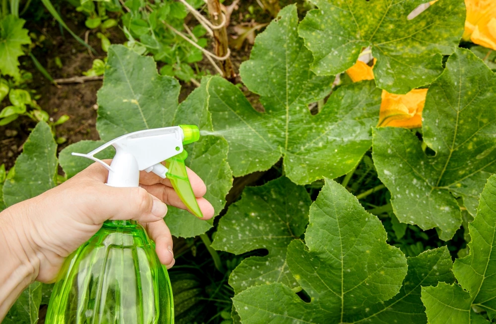 schimmelbestrijding planten