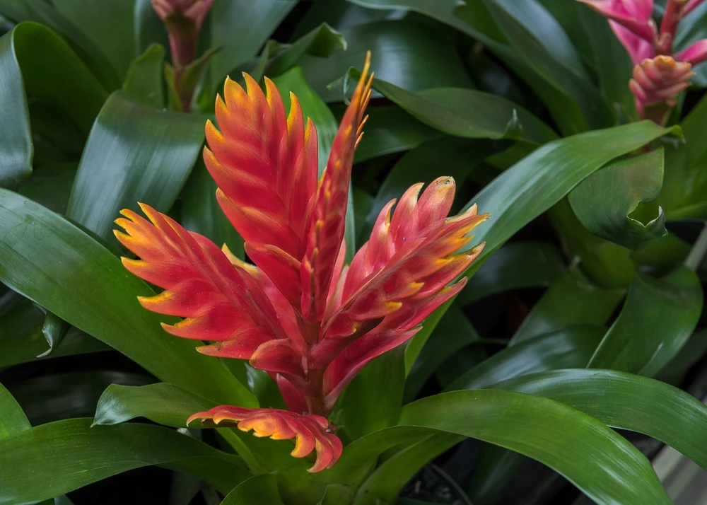 tropische plant