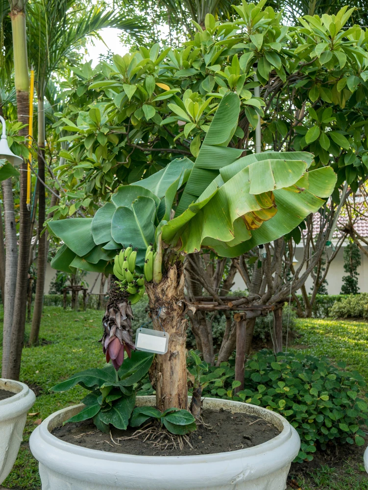 banaanplant