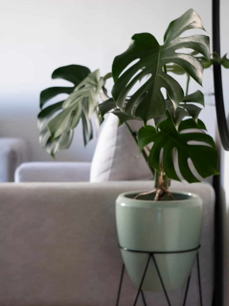 monstera