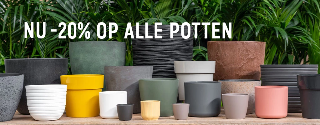 Perkplanten