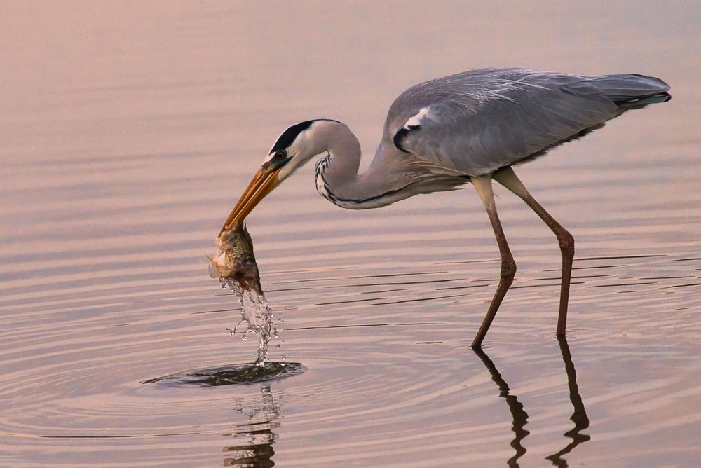 reiger die vis eet