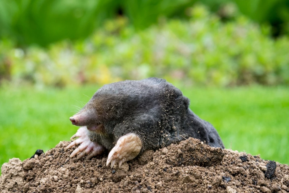 mol in tuin