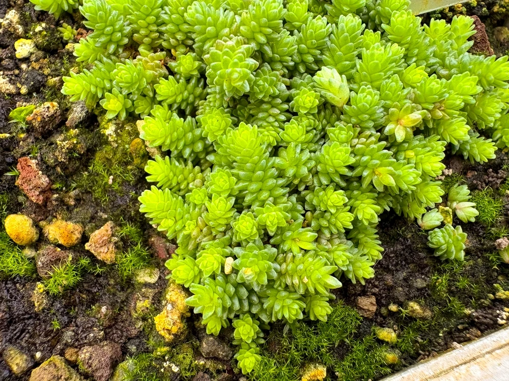 vetkruid