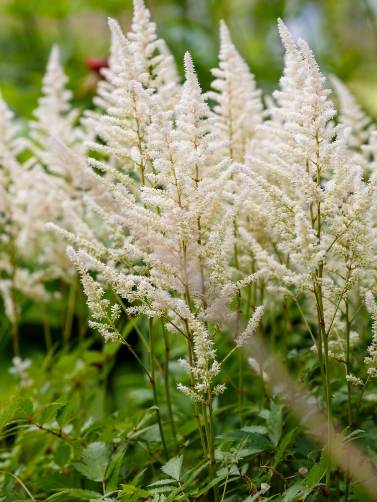 astilbe
