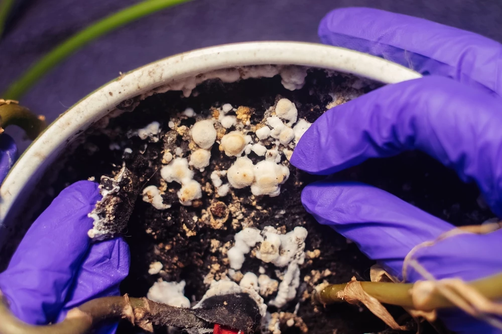 schimmel aan plant