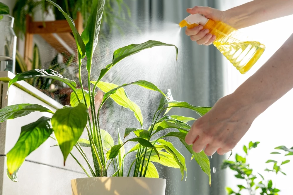 kamerplant bewateren