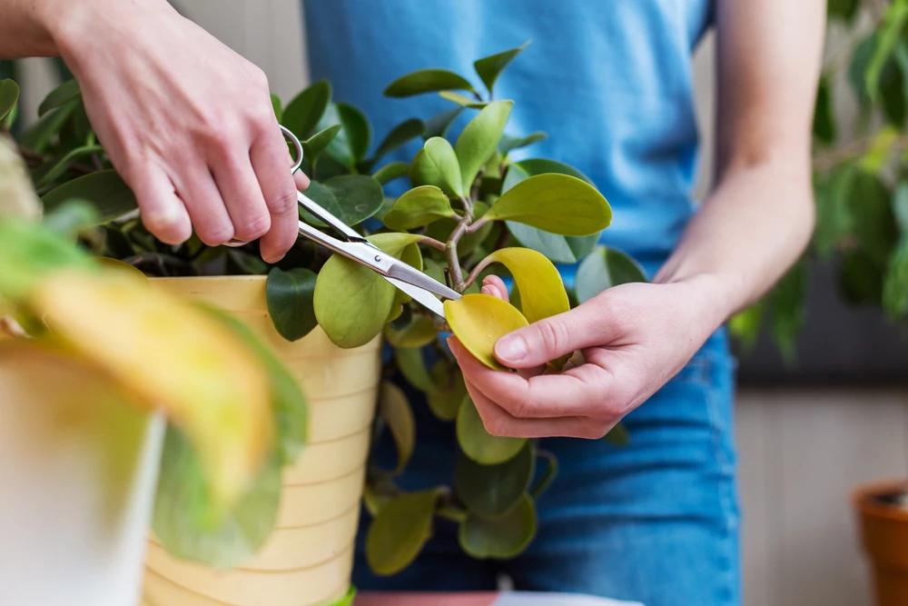 kamerplant knippen