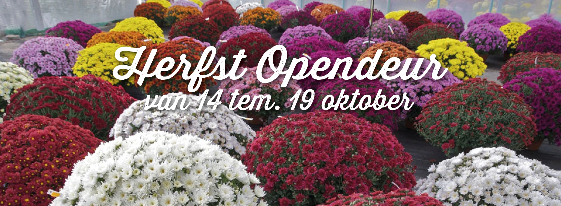 Perkplanten