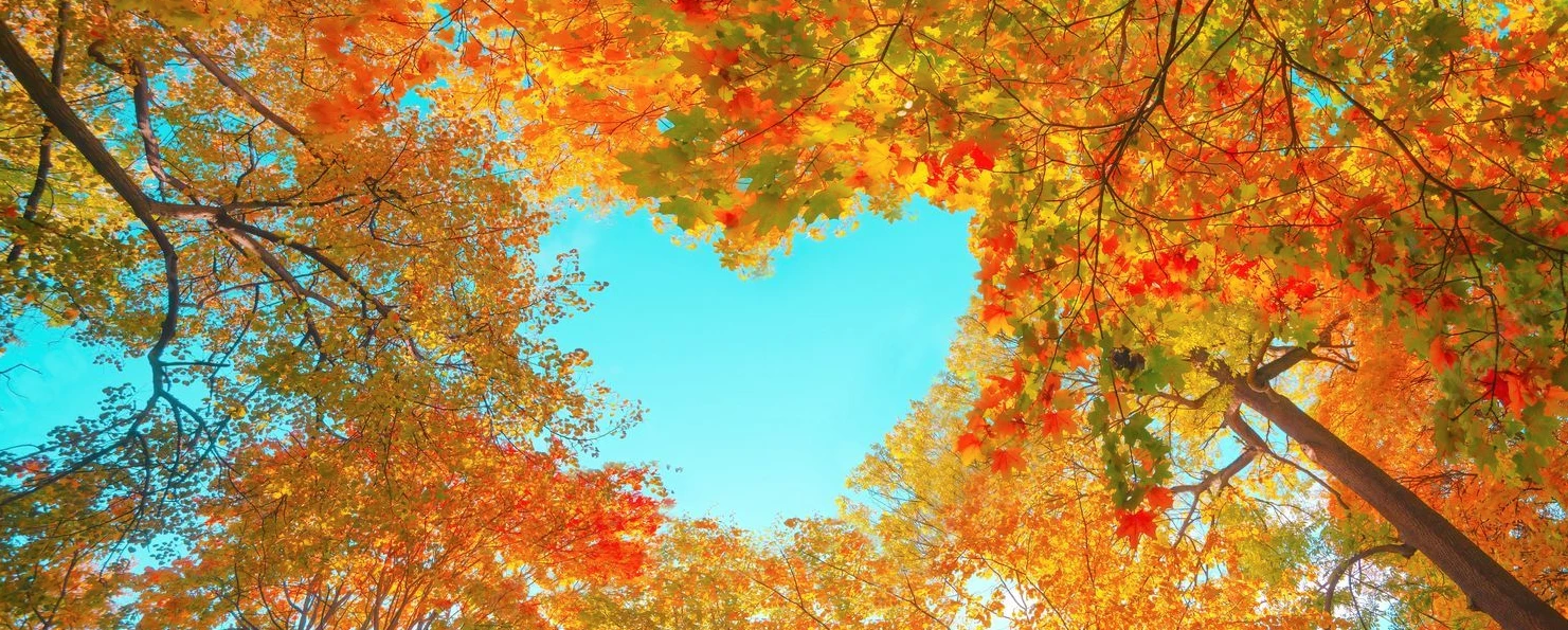 Jongen in tuin aan het werken