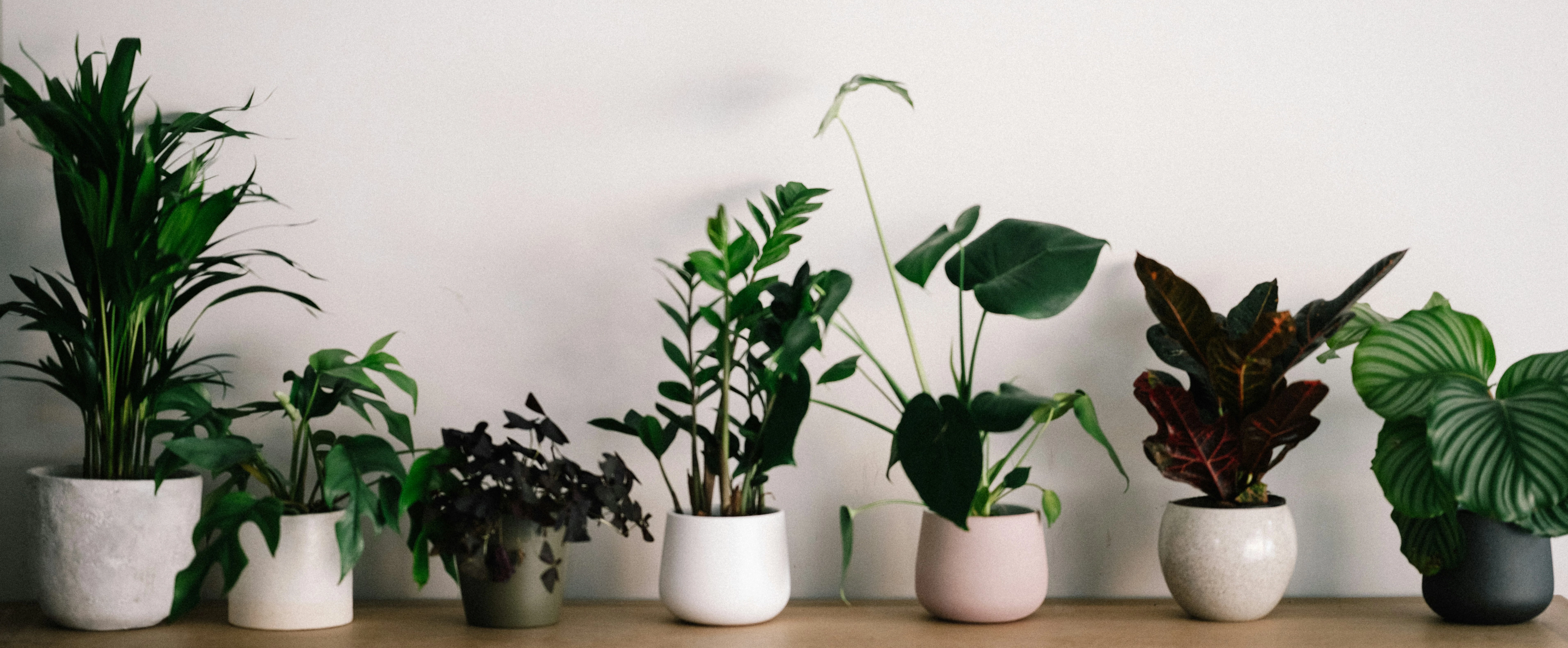 Bloemenhuis - Planten - Bloemen - Decoratie - Tuinbenodigdheden